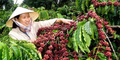 Truy tìm “vành đai cà phê” ngon nhất thế giới?