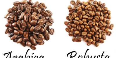 Sự khác biệt giữa cà phê Arabica và Robusta
