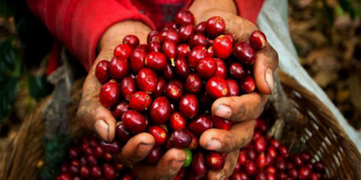 Sự phát triển của cây cà phê? Cần bao lâu để thu hoạch được những hạt cà phê đầu tiên?