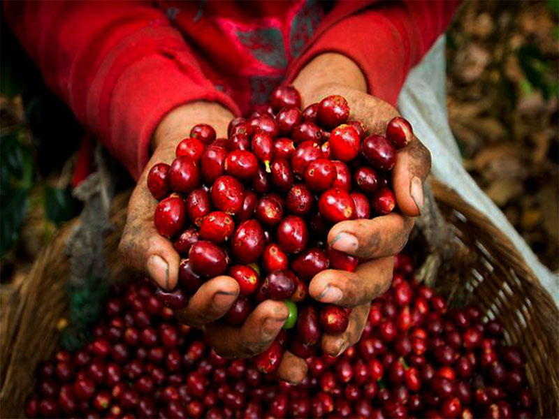 Sự phát triển của cây cà phê? Cần bao lâu để thu hoạch được những hạt cà  phê đầu tiên?
