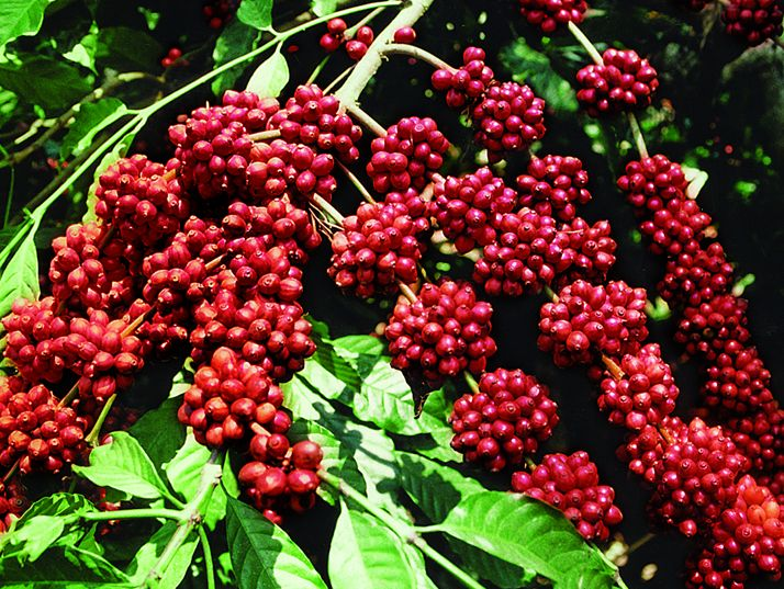 Sự phát triển của cây cà phê? Cần bao lâu để thu hoạch được những hạt cà phê đầu tiên?